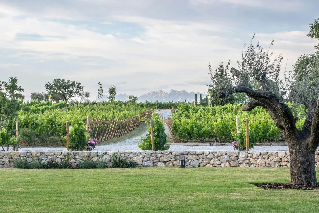 Torres Winery: Guided Tour + Wine & Tapas Pairing