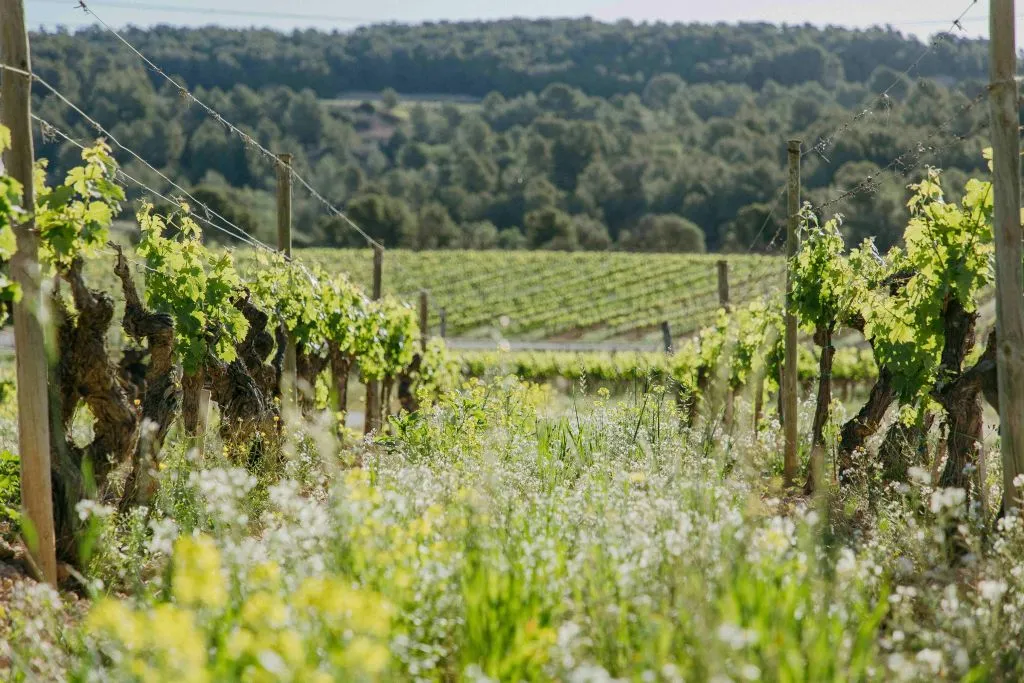 Jean Leon Winery: Guided Tour + Wine & Tapas Pairing